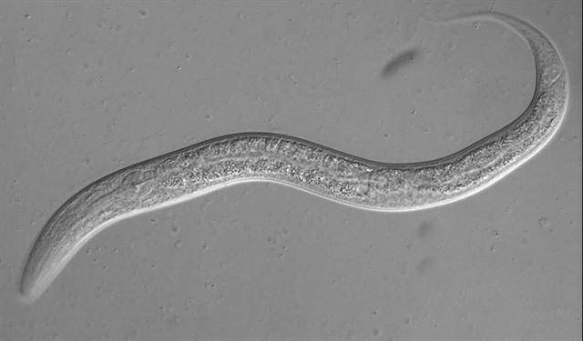 노화 연구를 위해 염색체 말단인 텔로미어의 길이를 인위적으로 늘린 예쁜꼬마선충. 한국일보 자료사진