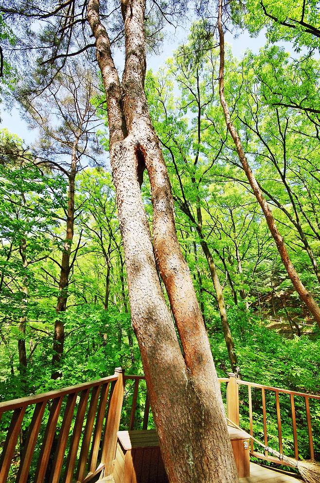 가지가 갈라졌다 다시 만나 자라는 '만남의 소나무'