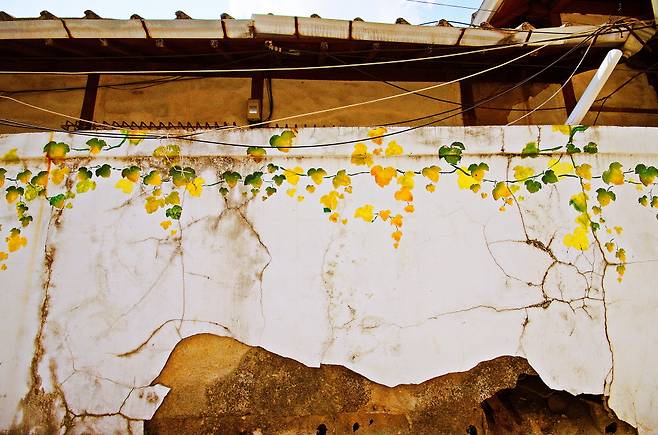 남주동 골목 담쟁이 벽화