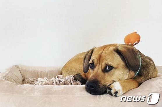 새 가족을 기다리고 있는 강아지(귤엔터 제공) ⓒ 뉴스1