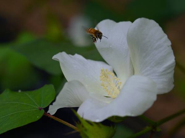 산청군 문익점 목화 시배지에 목화 꽃이 하얗게 폈습니다. 목화꽃은 같은 아욱과에 속하는 무궁화, 접시꽃과 닮았습니다.