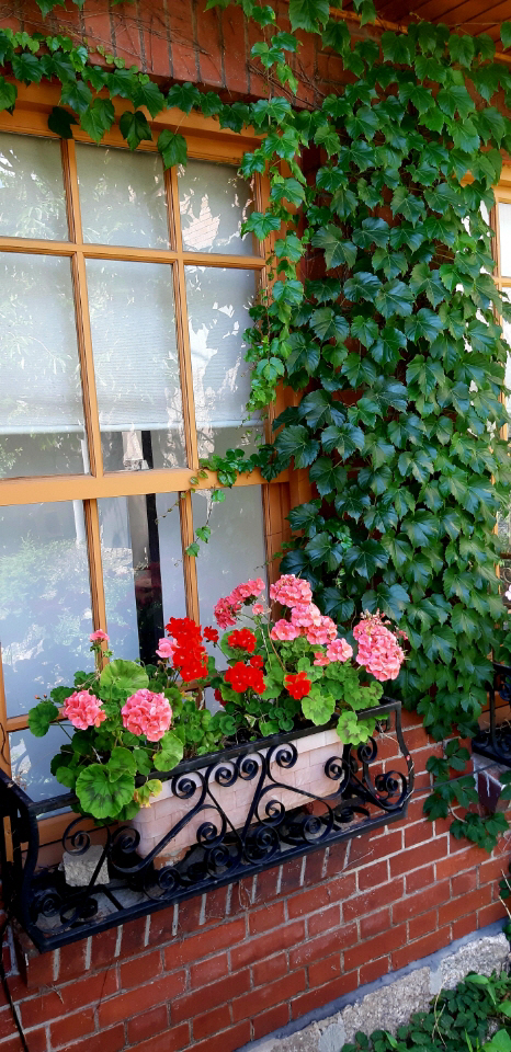 문화재로 등록된 서울 종로구 홍파동 홍난파가옥 창가에  분홍과 붉은 제라늄 꽃이 초록색 담쟁이 덩쿨과 잘 대비된다. 유럽에서는 나쁜 기운을 몰아내고 장식용으로  창가나 베란다에 제라늄 화분을 두는 풍경을 자주 볼 수 있다. 2019년 5월 31일