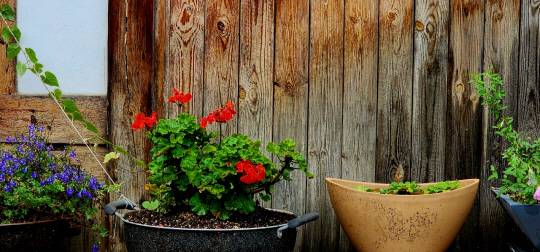 서울 종로구 원서동 고색창연한 가옥 문앞에 옹기종기 모여 있는 붉은 제라늄 화분. 7월9일 촬영