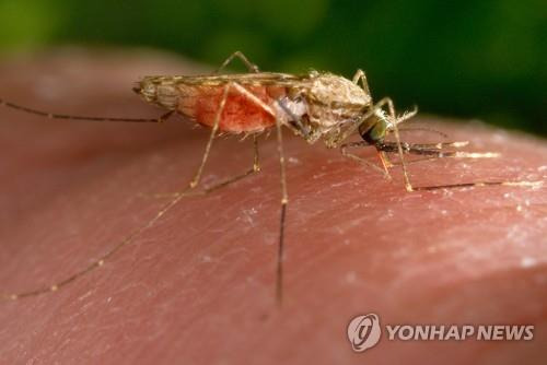 말라리아 매개 모기(Anopheles gambiae) [미국 질병통제예방센터(CDC) 제공. AP 연합뉴스 자료사진. 재판매 및 DB 금지]