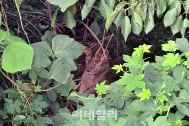 14일 오전 경북 고령군 덕곡면 한 목장에서 탈출한 암사자 사순이가 산 속 그늘에 앉아있다 (사진=경북소방본부)