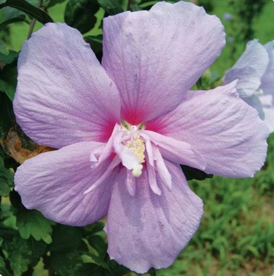 자단심계 반겹꽃 품종 ‘대덕사기원수’