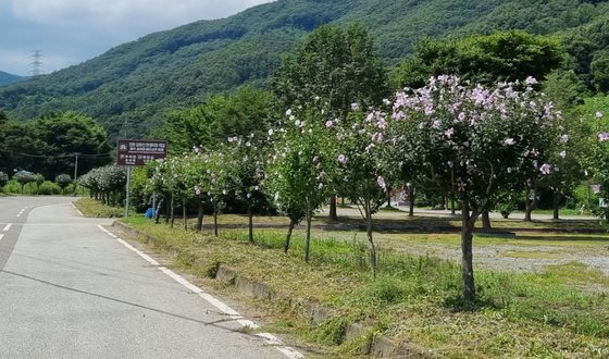 충청북도 진천군 진천읍 김유신 탄생지 주변에 조성된 무궁화 가로수길. 사진 진천군