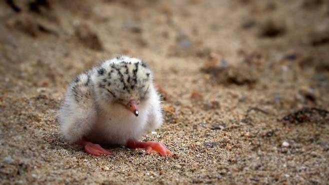 영화 에 나오는 아기 쇠제비갈매기. 멸종보호종이다. 황윤 감독 제공