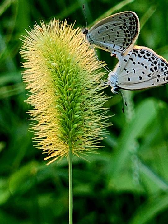 지난 13이 청계천변에서 부전나비 한쌍이 여름 꽃이 핀 강아지풀에서 짝짓기를 하고 있다. 강아지풀 꽃은 한여름에 피고 원주형의 꽃이삭은 길이 2∼5cm로서 연한 녹색 또는 자주색이다.