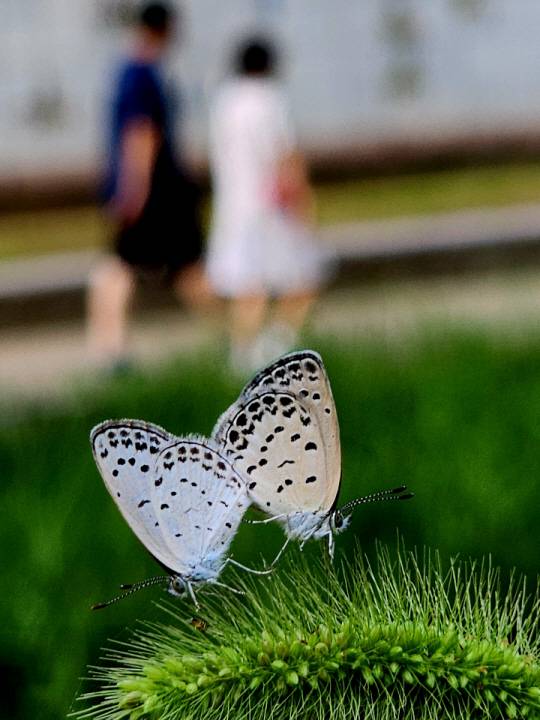 지난 13일 연인들이 오가는 청계천변 산책로에 부전나비 한쌍이 꽃이 핀 강아지풀에 앉아 짝짓기를 하고 있다.