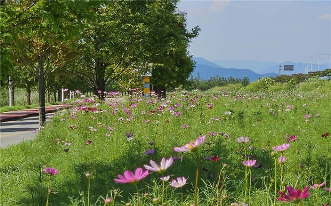 삼락생태공원에 핀 코스모스. 낙동강관리본부 제공