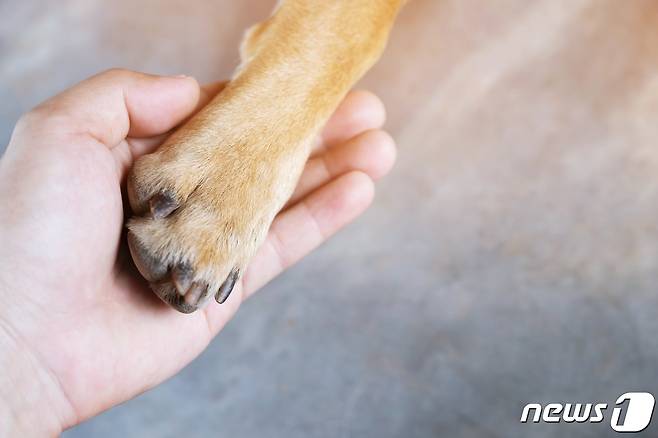 반려동물의 손을 잡고 있는 보호자의 모습(사진 이미지투데이) ⓒ 뉴스1