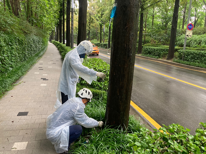 서울 강남구 양재천변 메타세쿼이아에 수관주사를 놓는 모습. 강남구 제공