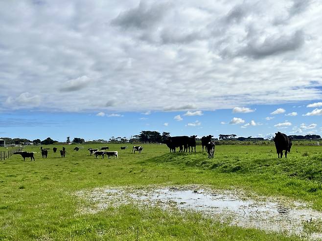 호주 오트웨이 국제 CCS(탄소 포집·저장) 실증센터 내에 방목 중인 소. 이곳 지하에는 다량의 이산화탄소가 저장돼 있지만 유출 위험은 완벽하게 통제되고 있다. [김은희 기자]