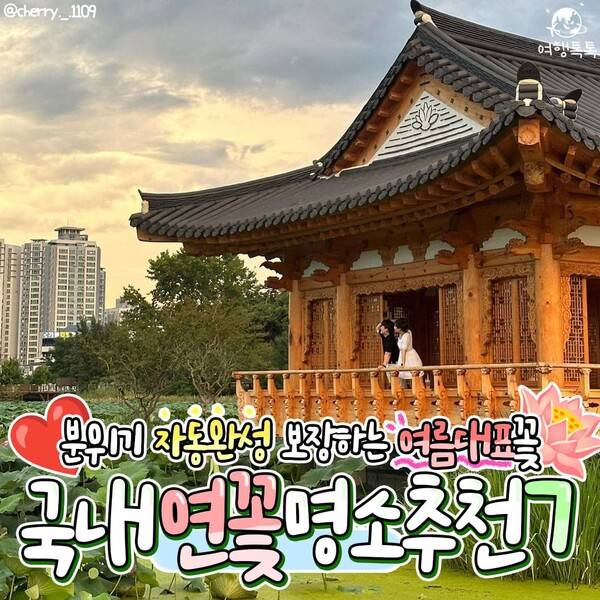 국내 연꽃 명소 추천 /&nbsp;@cherry._.1109