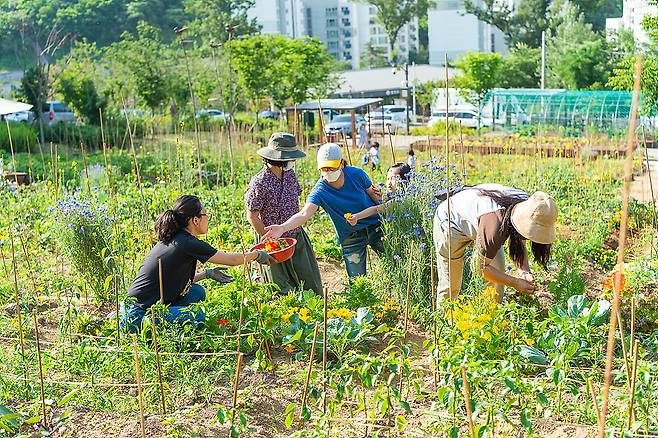 양천구 도시농업공원에서 구민들이 텃밭을 가꾸고 있는 모습. [양천구 제공]