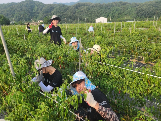 고려대학교 총학생회 학생들이 고추수확작업을 돕고 있다.