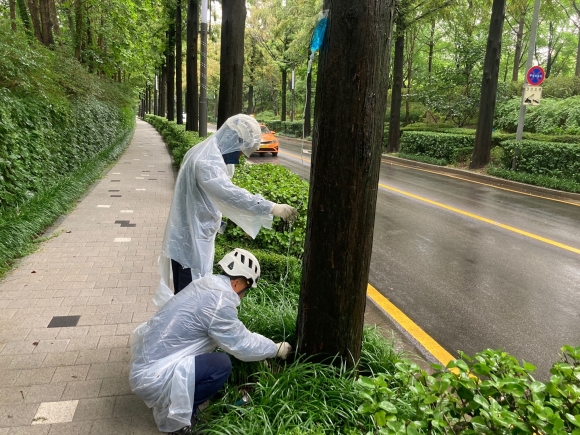 서울 강남구 관계자들이 양재천 메타세쿼이아 나무에 영양제를 주입하고 있다. 강남구 제공