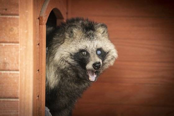 충남 야생동물 구조센터에 있는 너구리의 모습. 전민규 기자