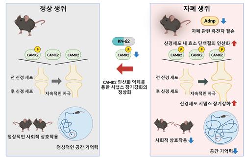 ADNP 결손 자폐 생쥐의 시냅스 이상과 회복 도식[기초과학연구원 제공]