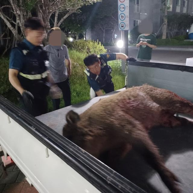 경찰관 등이 20일 오전 대구 남구 봉덕동 한 아파트단지에서 사살한 멧돼지를 트럭에 싣고 있다. 대구경찰청 제공