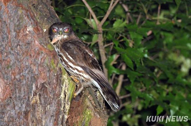 둥지에 들어가기 전 날카로운 눈으로 솔부엉이가 주변을 살피고 있다. 낮에 활동하는 대신 밤을 택한 올빼미들은 인간보다 2,5배나 밝게 사물을 볼 수 있고 청각은 인간보다 10배 이상 잘 듣는다.