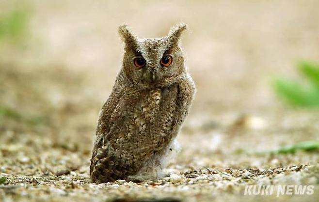 큰소쩍새(천연기념물 제324-7호)야행성 맹금류는 인간보다 뛰어난 야간시력을 가지고 있다. 조류 특성상 망막의 반사판 부분이 없어서 눈이 빛나지 않는 극소수의 야행성 동물이다. 발달된 시각과 청각, 발의 힘과는 달리 후각과 미각은 약한 편이다.