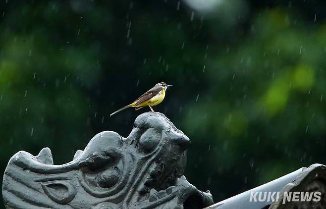 동구릉 초입의 재실 장식기와 위에 노랑할미새가 비를 맞고 서 있다.