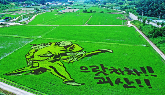 괴산군 문광면 신기리 문광저수지 일원에 조성한 유색 벼 논그림  사진=괴산군 제공