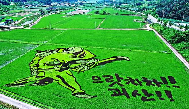 [괴산=뉴시스] 강신욱 기자 = 21일 충북 괴산군 문광면 신기리 문광저수지 일대에는 괴산군 여자씨름부의 건승을 응원하는 유색벼 논그림이 장관을 연출하고 있다. 괴산군이 해마다 주제를 바꾸며 조성하는 유색벼 논그림은 올해로 16년째다. (사진=괴산군 제공) 2023.08.21. photo@newsis.com *재판매 및 DB 금지