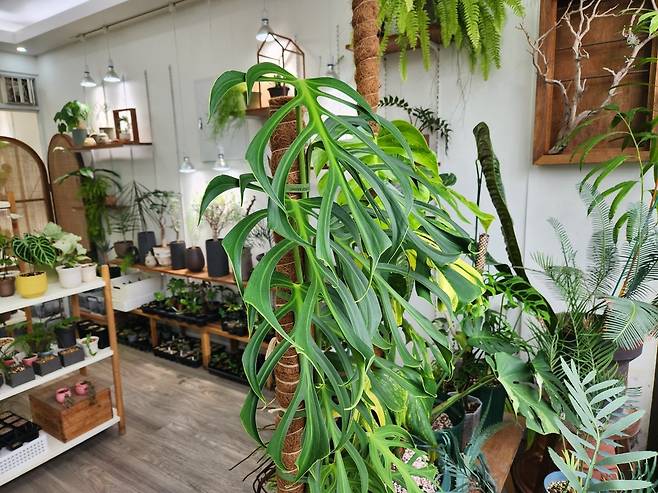 ‘꿈의 몬스테라’라는 수식어를 가진 ‘몬스테라 딜라체라타’. 얇게 찢어지는 잎이 특징으로 잎사귀 한 장에 600만 원을 호가할 정도로 고가의 개체다. 그린포레스트 제공