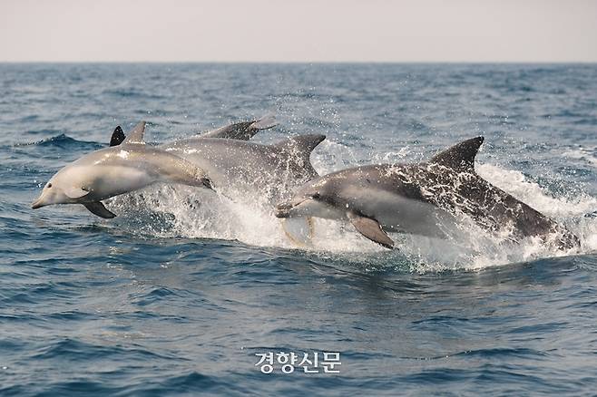 2016년 촬영된 남방큰돌고래. 고래연구센터 제공