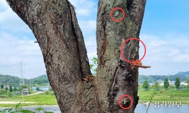 남양주시 왕숙천 벚나무에 미국흰불나방 유충들이 붙어 있다. 이대현기자