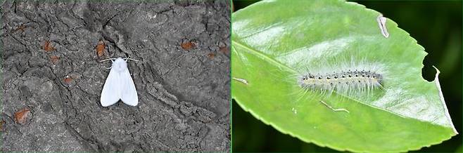 [대전=뉴시스] 미국흰불나방 성충(왼쪽)과 유충.(사진=산림청 제공) *재판매 및 DB 금지