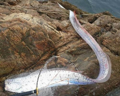 전북 군산 고군산군도 말도에 떠내려온 산갈치.(국립해양생물자원관 제공)