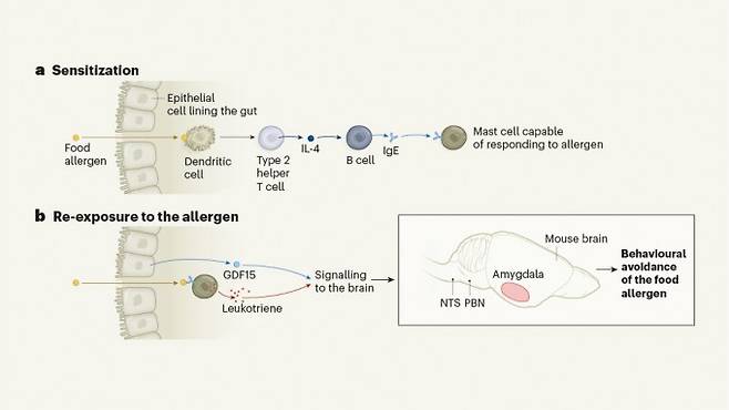 음식물의 알레르겐이 장벽을 통과해 들어오면 일련의 과정을 거쳐 이를 표적으로 삼는 면역글로불린E(IgE)가 만들어져 비만세포(mast cell) 표면에 자리한다(위). 그 뒤 알레르겐에 노출되면 이를 감지한 비만세포와 주변 장세포에서 분비된 류코트리엔과 GDF15가 혈관을 타고 뇌로 가서 고립핵(NTS), 팔곁핵(PBN), 편도체(amygdala)에 작용해 알레르겐이 들어있는 먹이를 기피하는 행동을 일으킨다. 네이처 제공