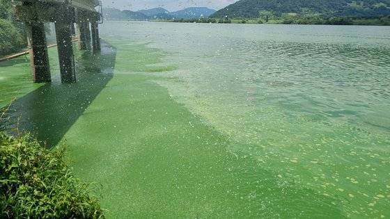 지난해 여름 낙동강 본포취수장 앞에 짙은 녹조가 발생했다. 여기서 취수한 물은 경남 창원 지역의 수돗물 생산에 사용된다. [자료: 낙동강네트워크]