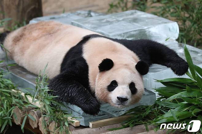 무더운 여름을 나고 있는 푸바오가 24일 오전 경기 용인시 처인구 에버랜드 판다월드에서 사육사들이 준비한 얼음 평상 위에서 더위를 식히고 있다. 2023.8.24/뉴스1 ⓒ News1 김영운 기자