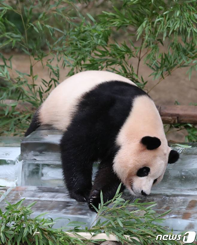 무더운 여름을 나고 있는 푸바오가 24일 오전 경기 용인시 처인구 에버랜드 판다월드에서 사육사들이 준비한 얼음 평상 위에서 더위를 식히고 있다. 2023.8.24/뉴스1 ⓒ News1 김영운 기자
