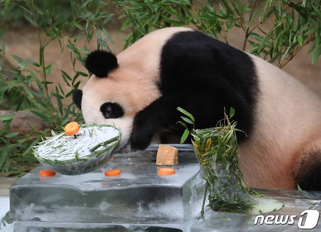 무더운 여름을 나고 있는 푸바오가 24일 오전 경기 용인시 처인구 에버랜드 판다월드에서 사육사들이 선물한 얼음냉면을 먹고 있다. 2023.8.24/뉴스1 ⓒ News1 김영운 기자
