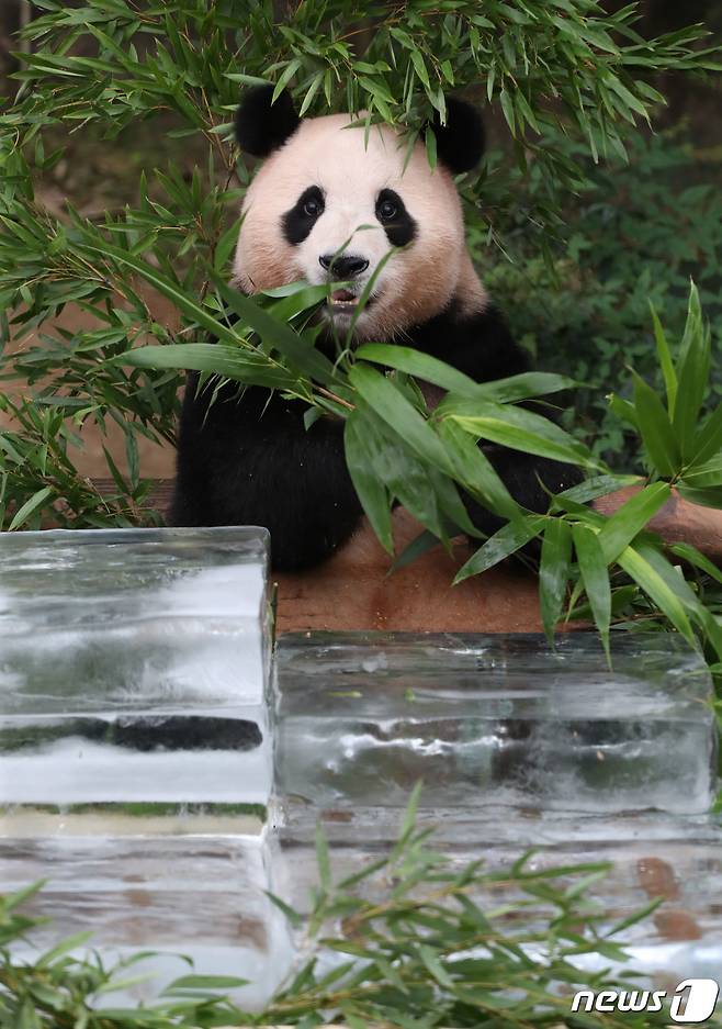 무더운 여름을 나고 있는 푸바오가 24일 오전 경기 용인시 처인구 에버랜드 판다월드에서 사육사들이 준비한 먹이를 먹고 있다. 2023.8.24/뉴스1 ⓒ News1 김영운 기자