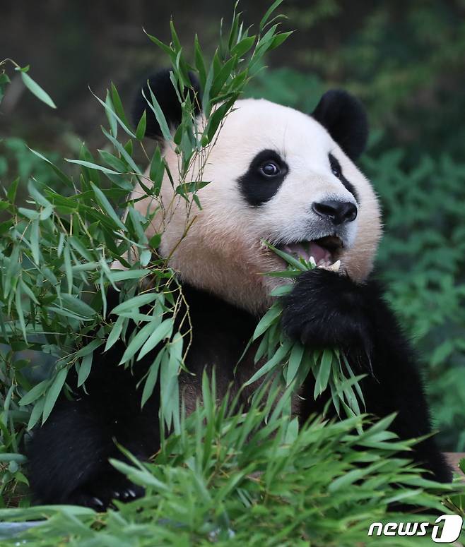 무더운 여름을 나고 있는 푸바오가 24일 오전 경기 용인시 처인구 에버랜드 판다월드에서 사육사들이 준비한 먹이를 먹고 있다. 2023.8.24/뉴스1 ⓒ News1 김영운 기자