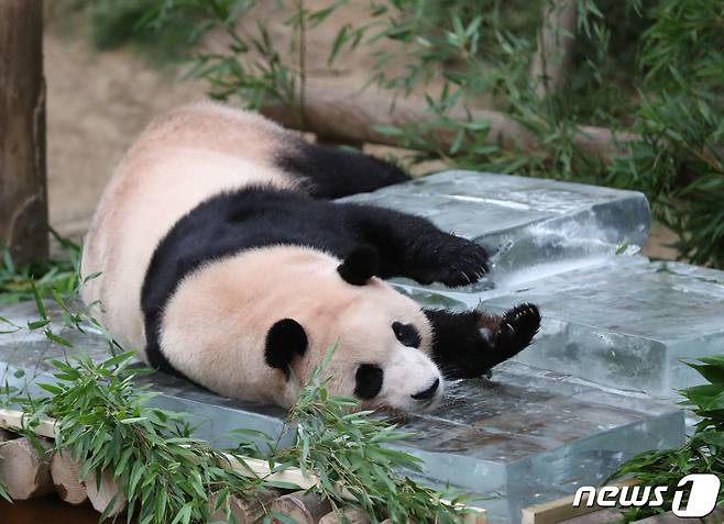 무더운 여름을 나고 있는 푸바오가 24일 오전 경기 용인시 처인구 에버랜드 판다월드에서 사육사들이 준비한 얼음 평상 위에서 더위를 식히고 있다. 2023.8.24/뉴스1 ⓒ News1 김영운 기자
