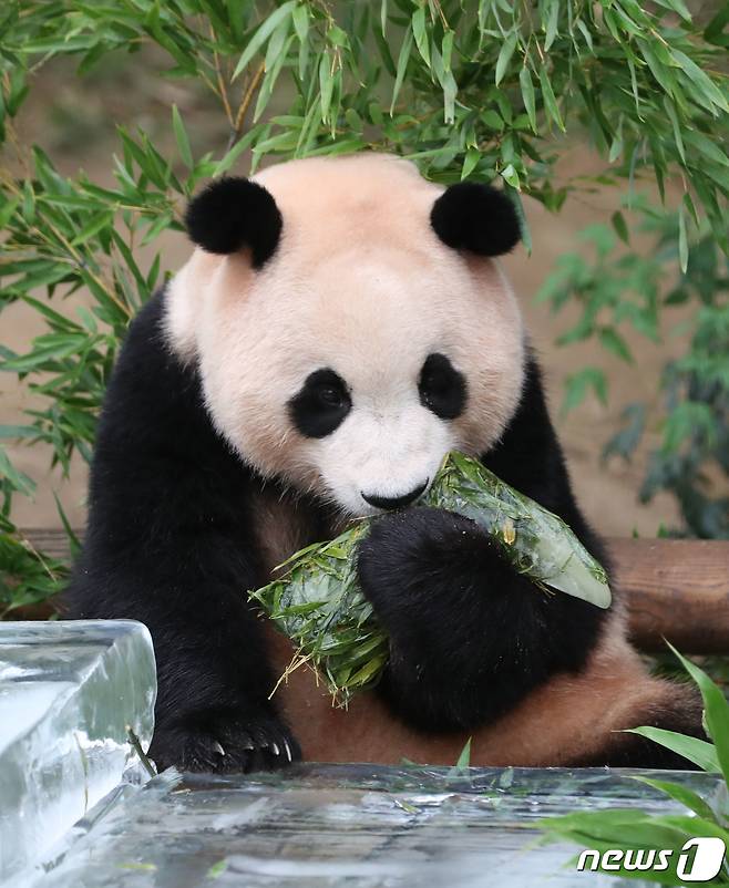 무더운 여름을 나고 있는 푸바오가 24일 오전 경기 용인시 처인구 에버랜드 판다월드에서 사육사들이 선물한 얼음 장화를 먹고 있다. 2023.8.24/뉴스1 ⓒ News1 김영운 기자