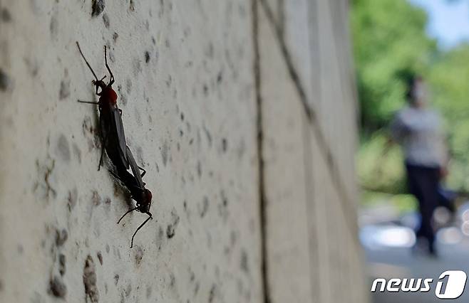 서울 서초구 서울중앙지법 주차장에서 발견된 붉은등우단털파리 모습. '붉은등우단털파리'는 썩은 식물을 섭취한 뒤 분해하는 역할을 하는 익충(益蟲)으로 알려졌으나 급격한 개체 수 증가로 주민에게 미관상 혐오감과 불편함을 주고 있다. 2023.6.23/뉴스1 ⓒ News1 장수영 기자