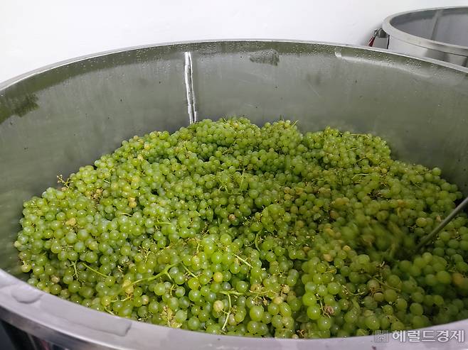 서울 중구 신당동에 위치한 와인 브랜드 머곰의 양조장의 발효 탱크에 있는 청포도의 모습. 김희량 기자