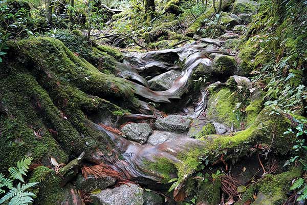 나무뿌리조차 초록 이끼가 덮여 있는 야쿠시마의 삼나무. 땅 밖으로 뻗어 나온 나무뿌리는 등산객들을 위한 길이 되어준다.