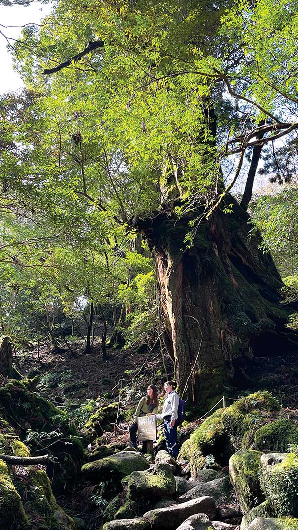 카마나리온지かみなりおんじ라는 이름이 붙은 삼나무. 야쿠시마의 삼나무 숲에서는 사람이나 동물처럼 제 이름을 얻은 나무들이 있다.
