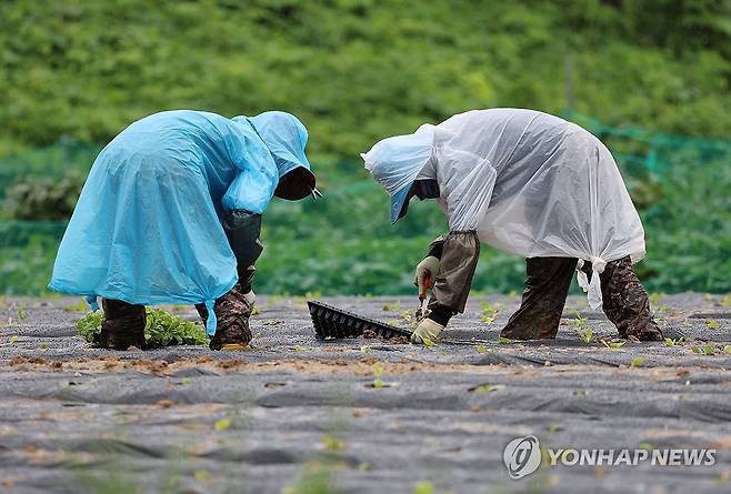 비도 못 막는 농심 (강릉=연합뉴스) 유형재 기자 = 많은 비가 예보된 24일 강원 강릉시 경포동 들녘에서 주민들이 배추 모종을 심느라 바쁜 모습이다. 2023.8.24 yoo21@yna.co.kr