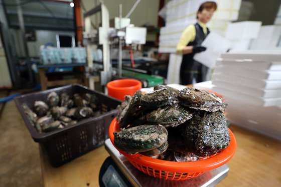 지난 23일 전남 완도군 노화읍 수산물 포장 작업장에서 어민이 전복을 손질하고 있다. 연합뉴스